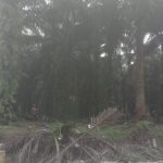 Lahan Negara ‘Dikuasai’, Wibawa Negara Dipertaruhkan, Polres Inhil Diminta Bertindak Tegas