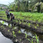 Dukung Asta Cita Presiden, Personel Polsek KSKP Inhil Turun Tangan Pupuk Tanaman Jagung