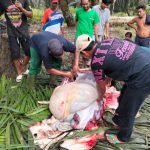 Wujud Kebersamaan, PT. Agrinas Palma Nusantara KSO PT. Tiga Raja Mas Laksanakan Qurban 2 Ekor Sapi
