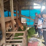 Dukung Swasembada Pangan, Personil KSKP Polres Inhil Berikan Penyuluhan Kiat Sukses ke Peternak Sapi