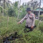 Polsek KSKP Tembilahan Dukung Asta Cita, Manfaatkan Lahan Warga untuk Budidaya Cabai Rawit